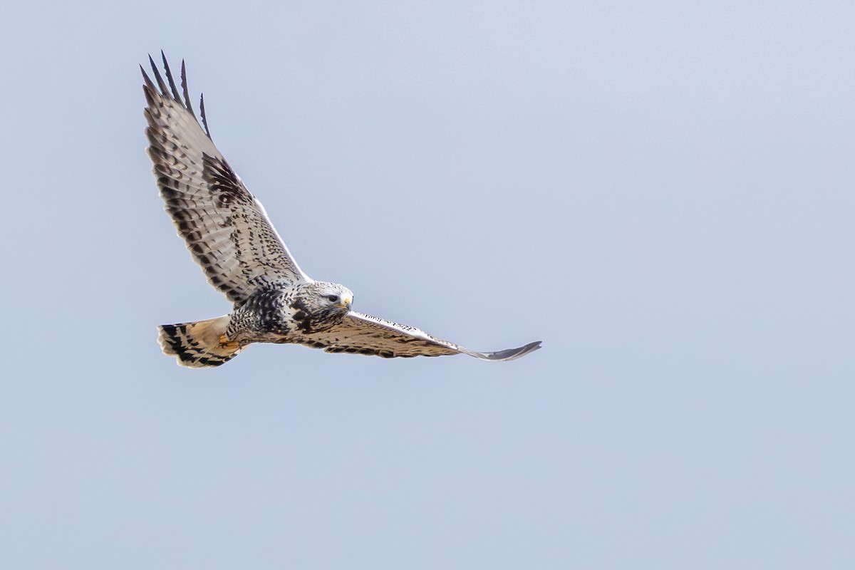 毛足鵟 - ML646589368