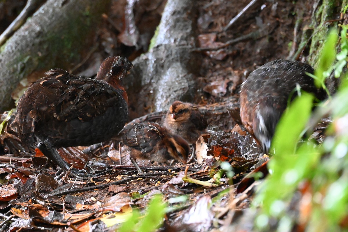 Rufous-breasted Wood-Quail - ML646589369