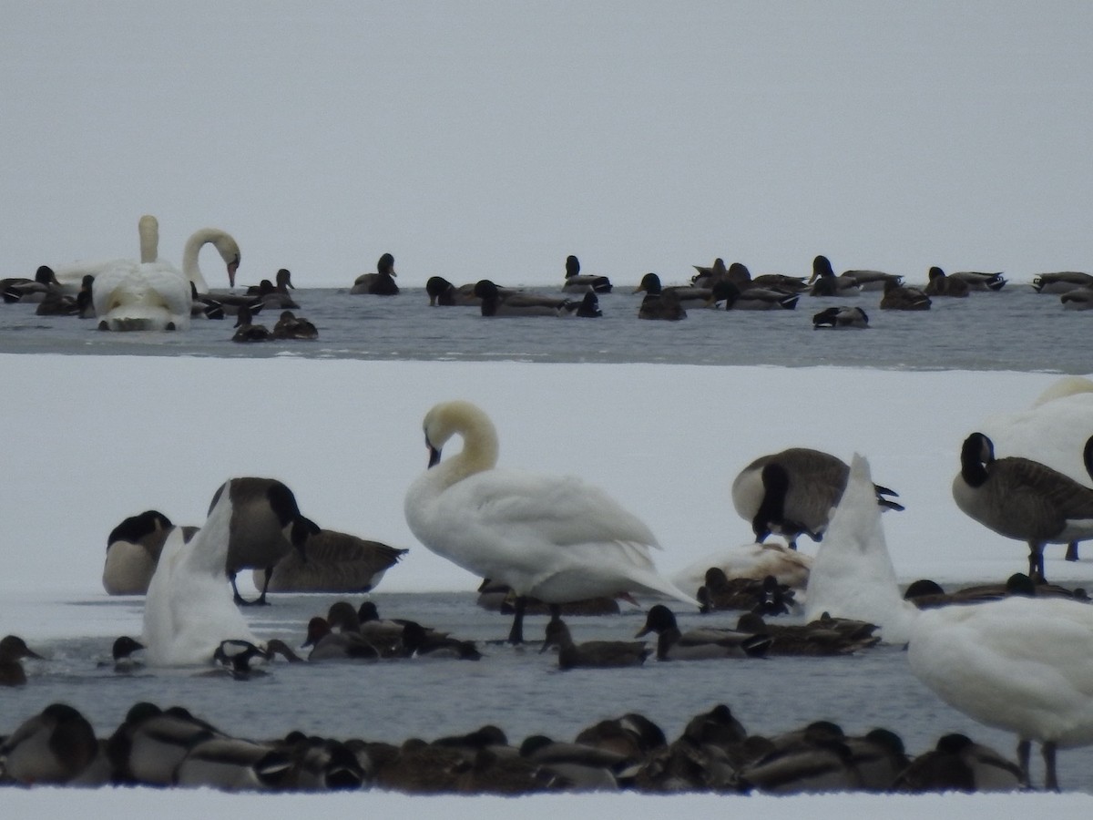 Hooded Merganser - ML646589371