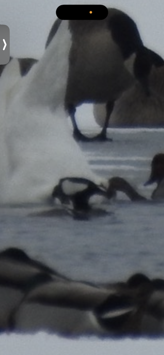 Hooded Merganser - ML646589373