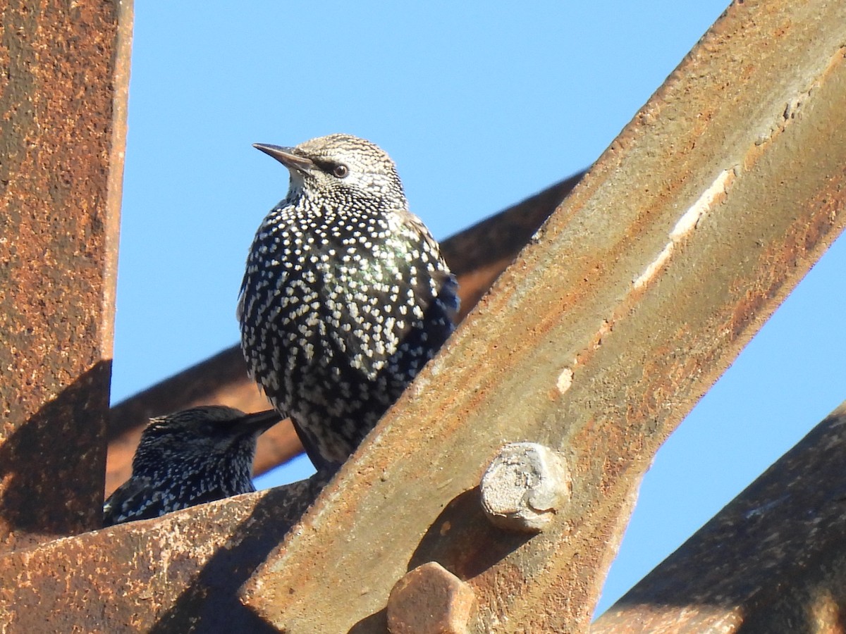 歐洲椋鳥 - ML646589374