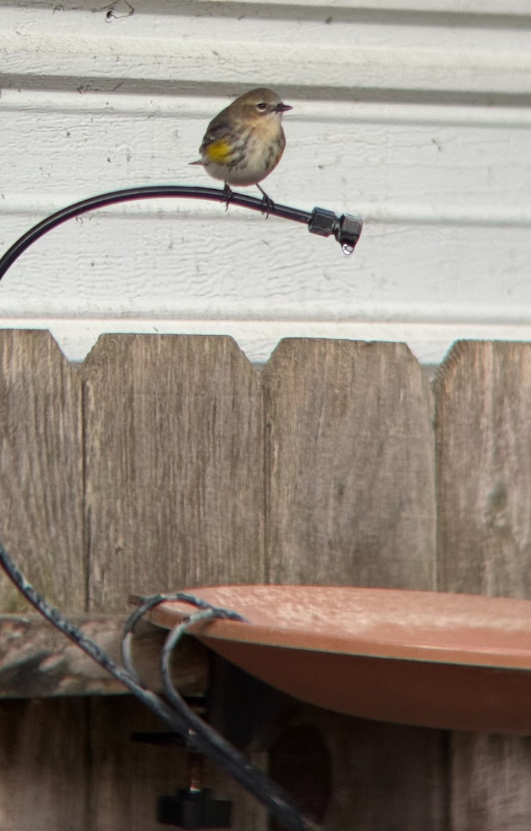 Yellow-rumped Warbler - ML646589376