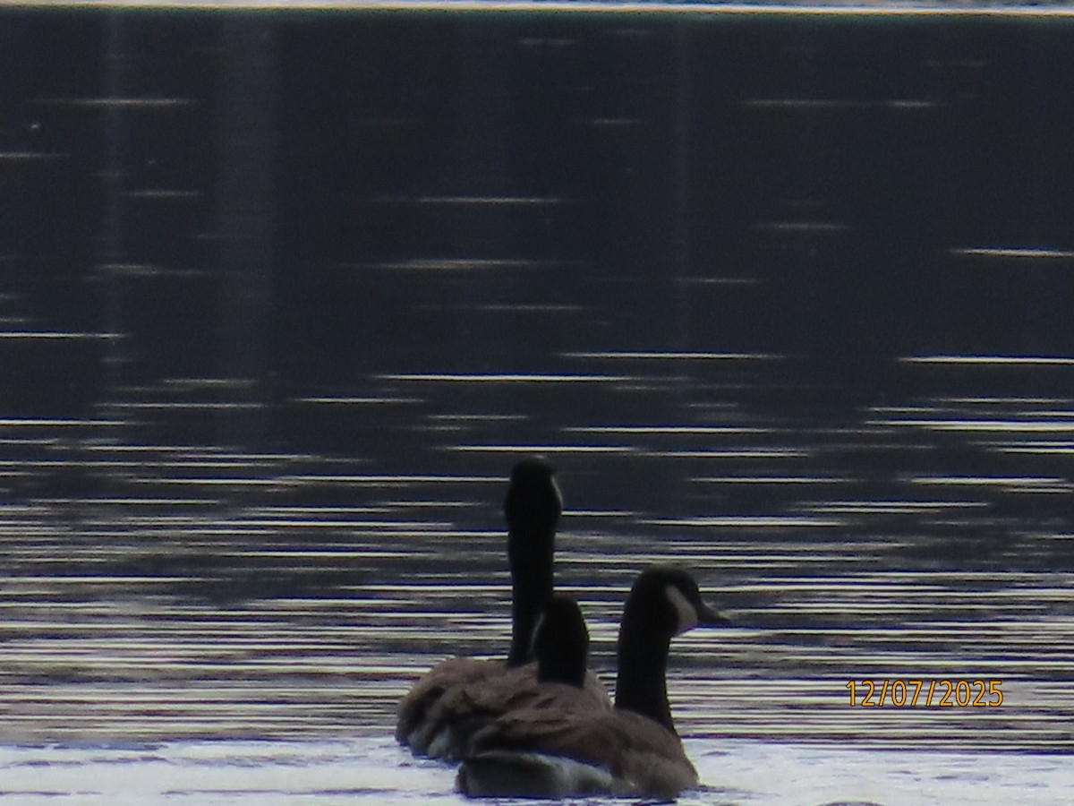 シジュウカラガン - ML646589378