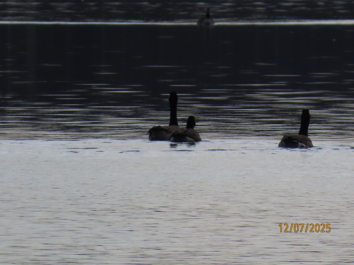 シジュウカラガン - ML646589379