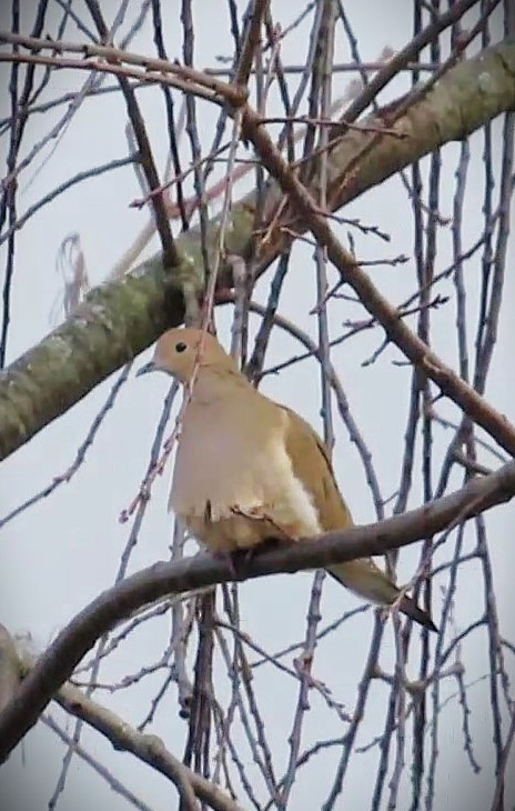 Mourning Dove - ML646589381