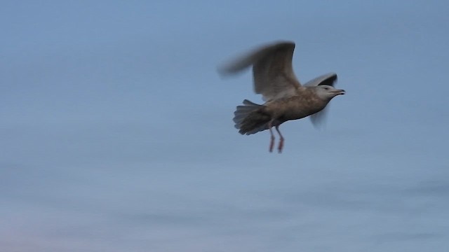 racek šedý - ML646589382