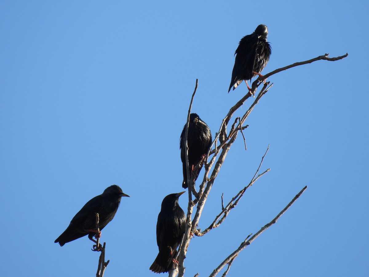 Spotless Starling - ML646589386