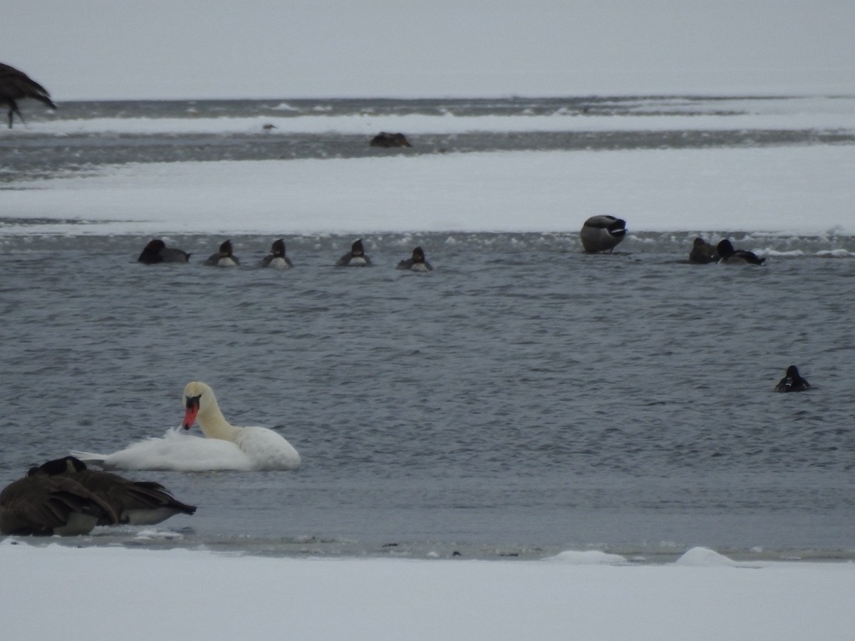 morčák velký - ML646589390