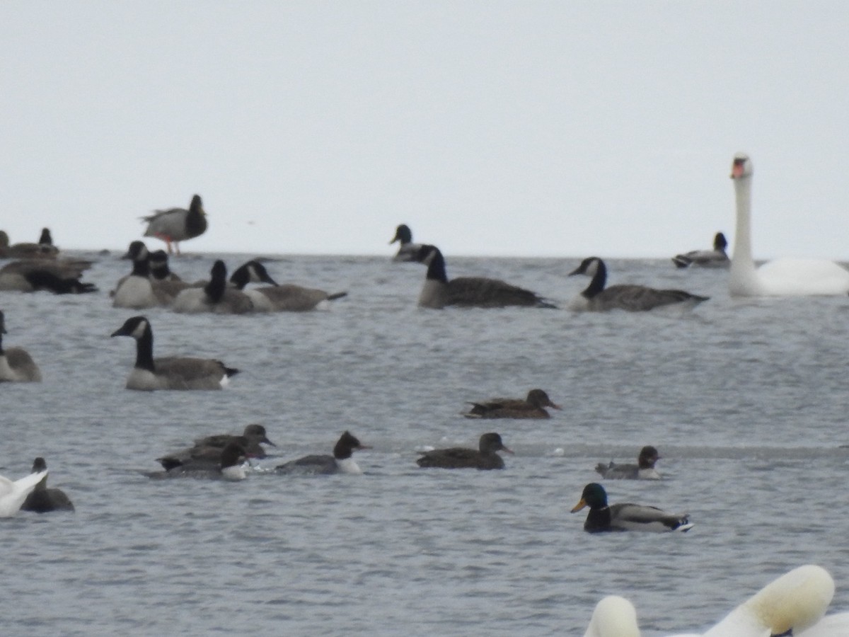 morčák velký - ML646589391