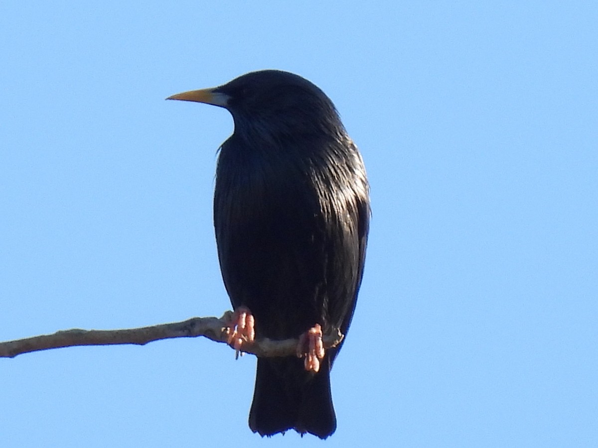 Spotless Starling - ML646589392
