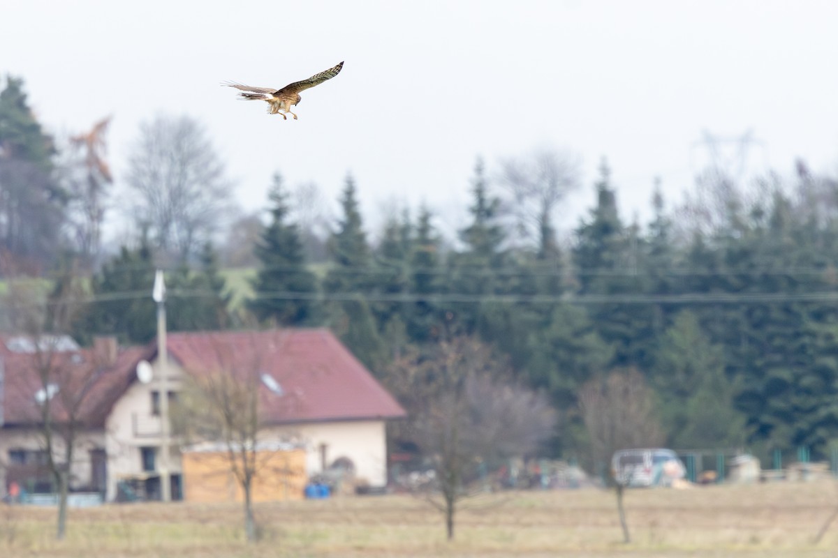 ハイイロチュウヒ - ML646589394