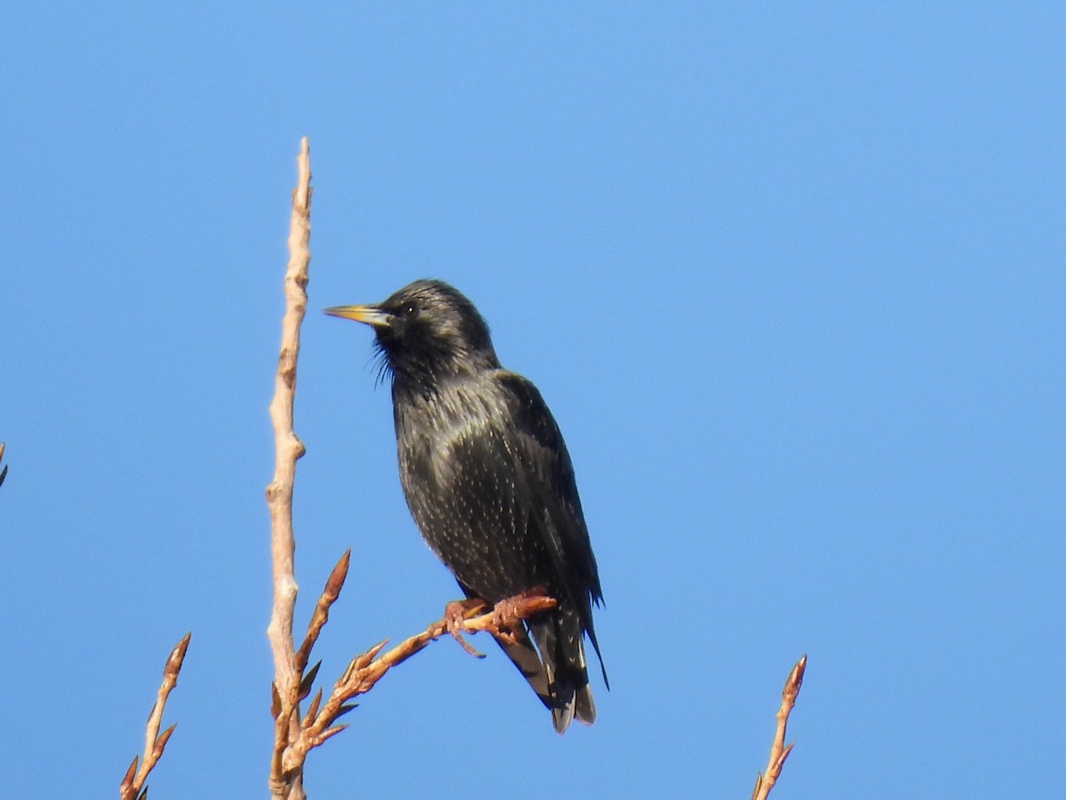 Spotless Starling - ML646589395