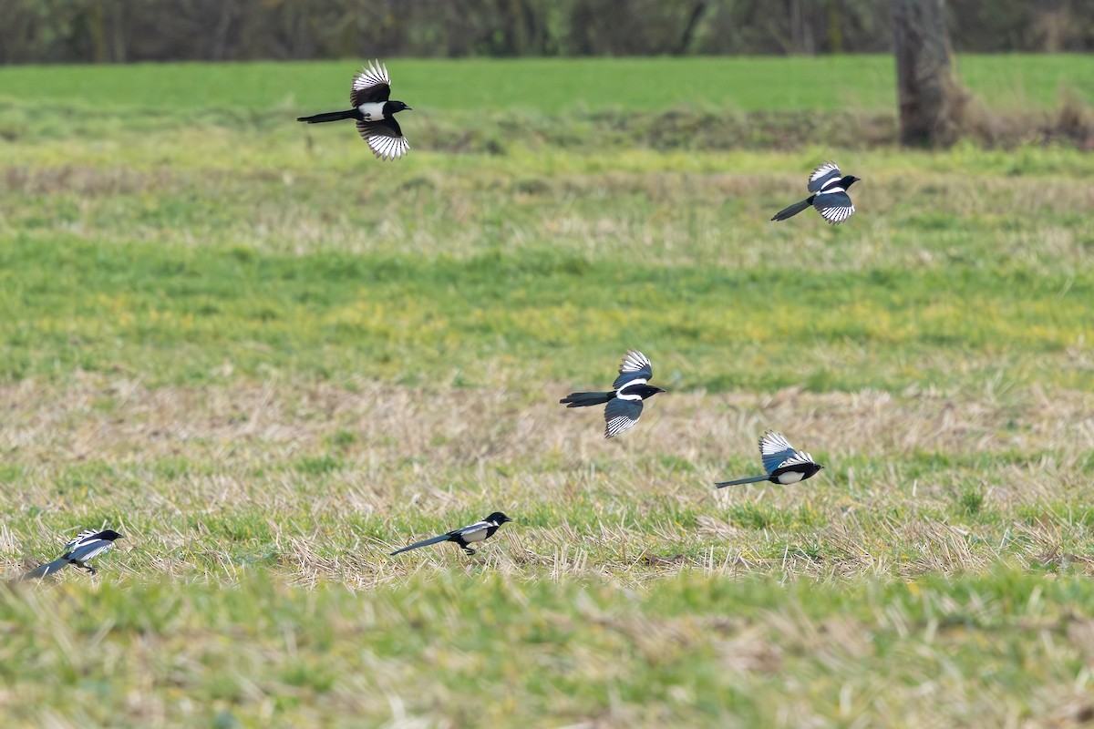 ユーラシアカササギ - ML646589396