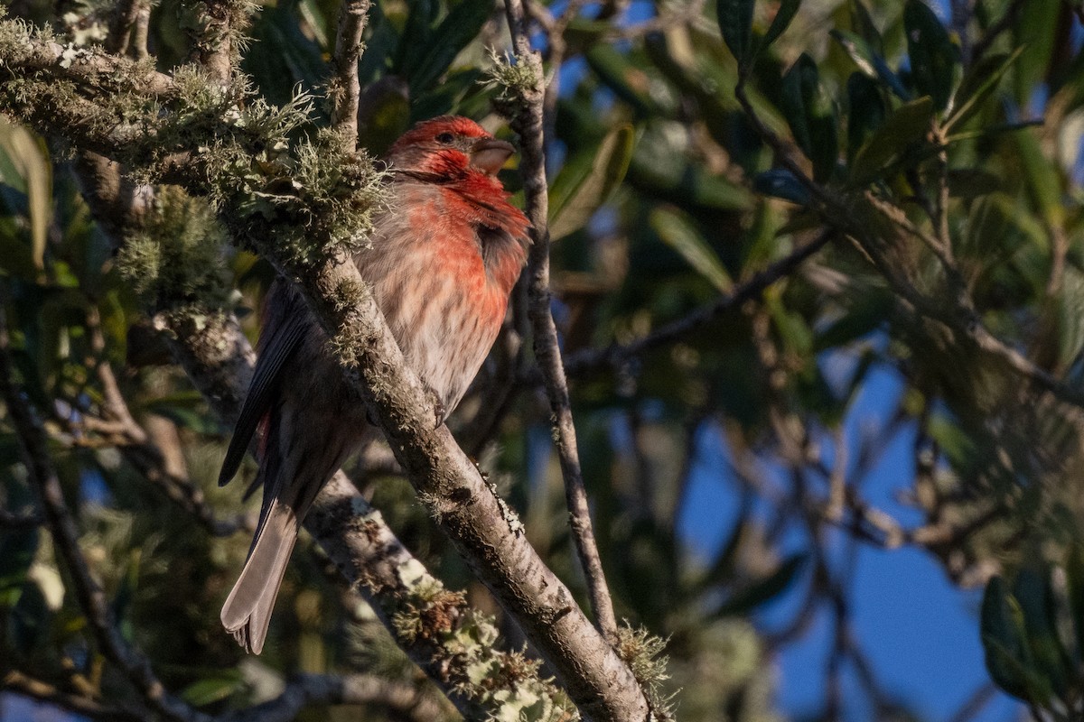 House Finch - ML646589397