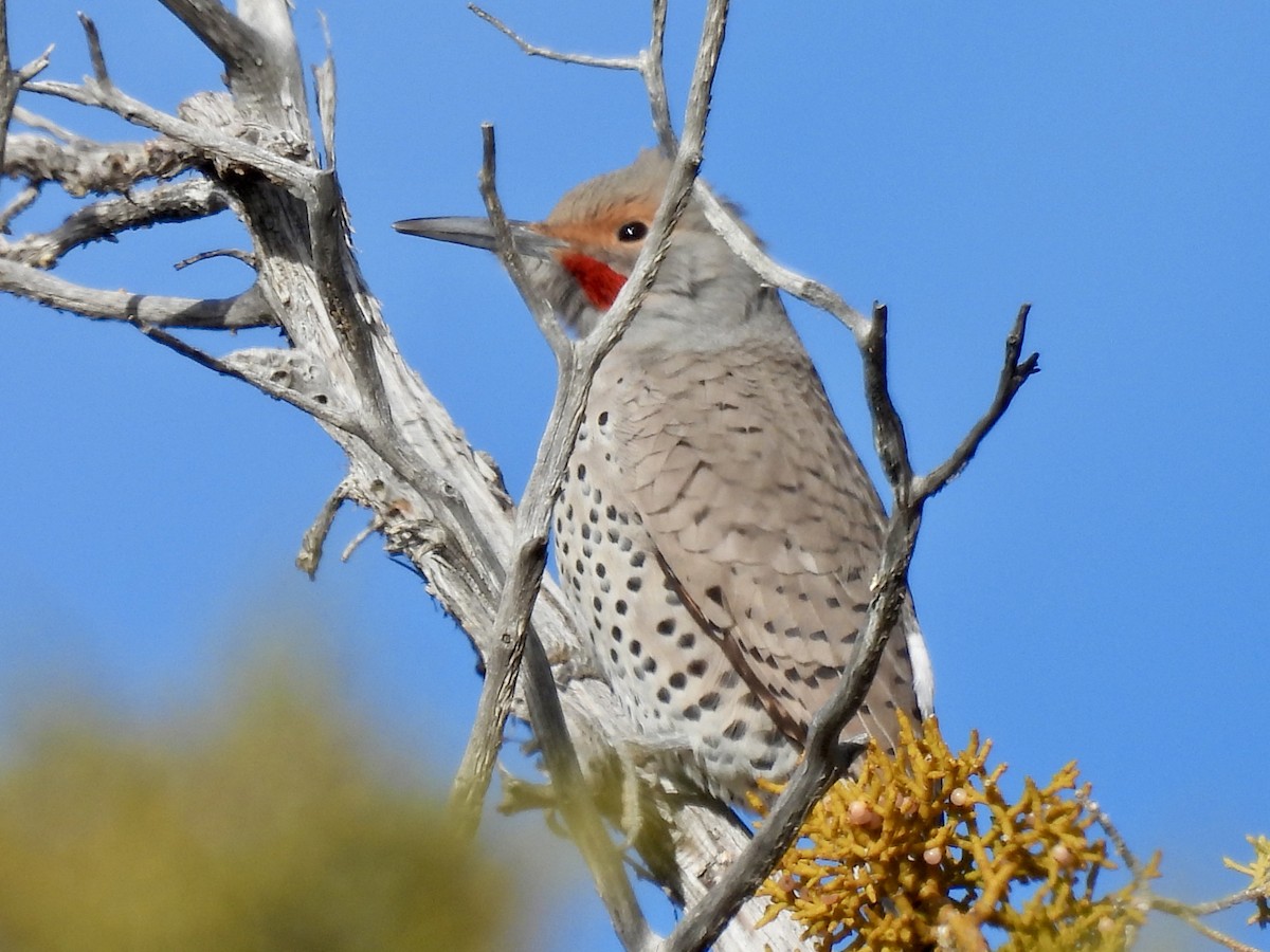 Goldspecht - ML646589398