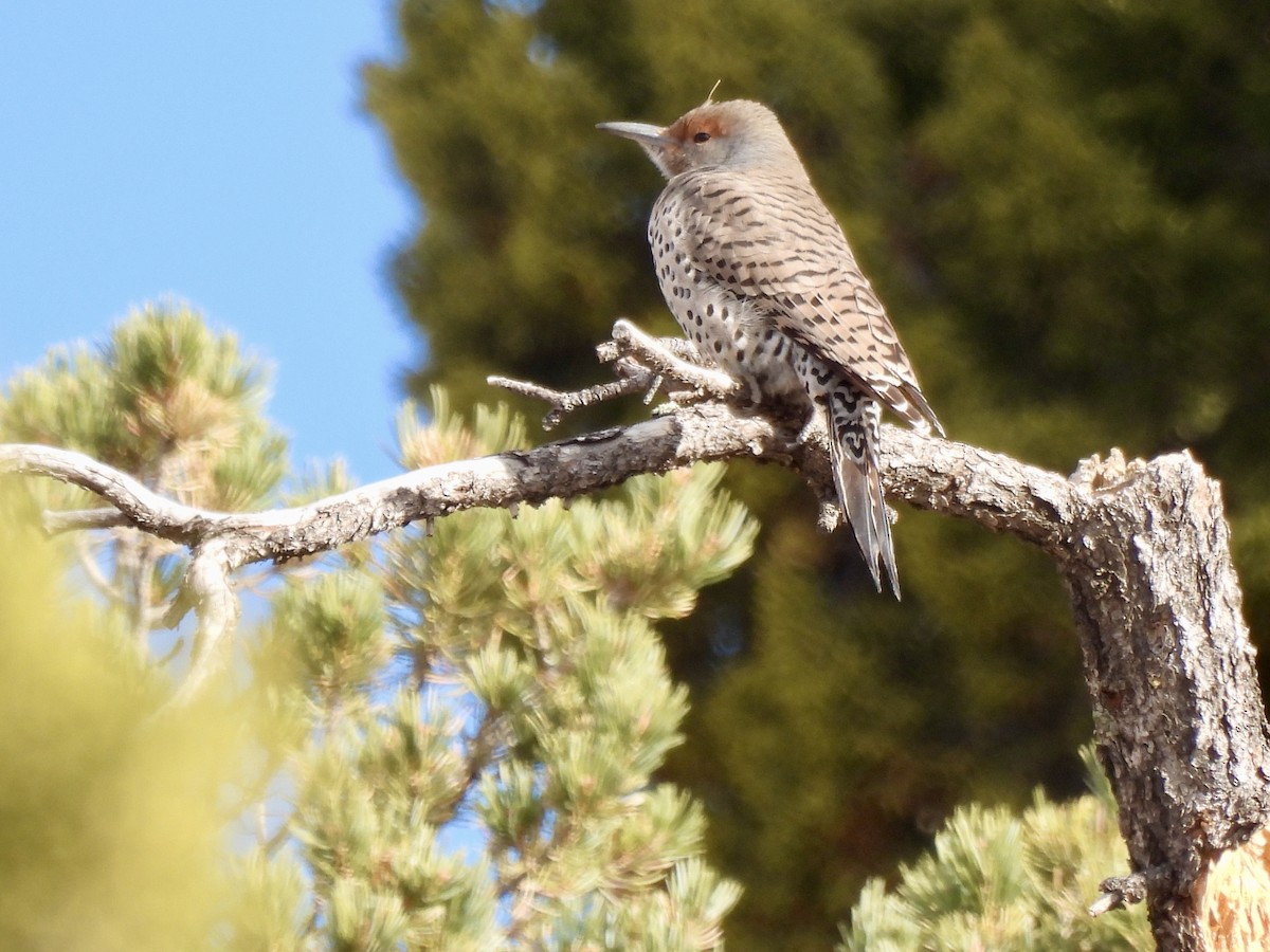 Goldspecht - ML646589399