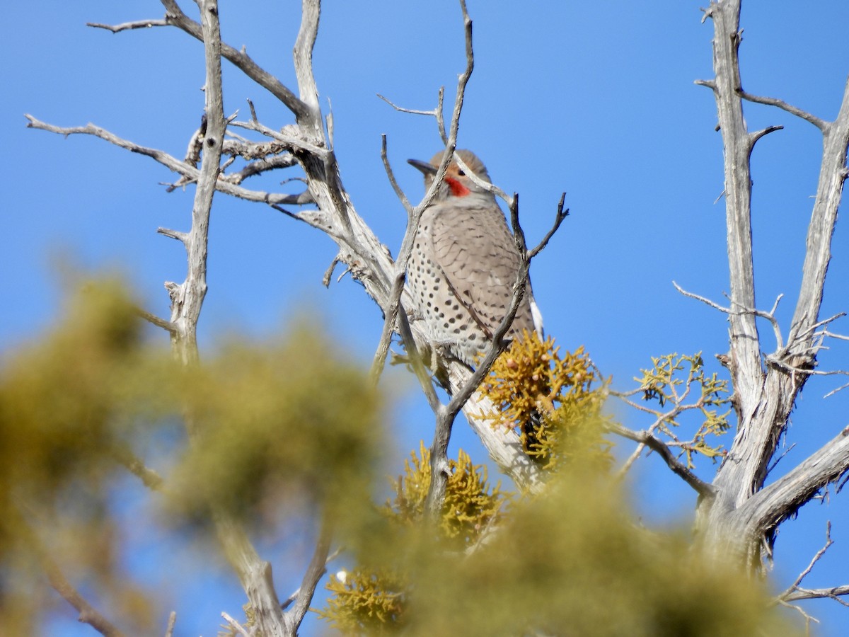 Goldspecht - ML646589400