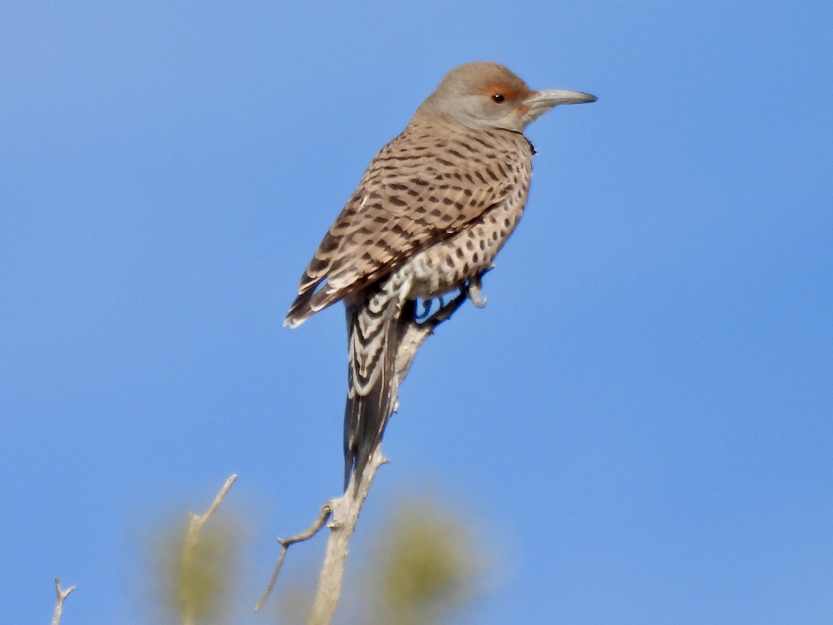 Goldspecht - ML646589401