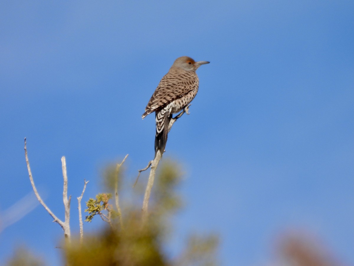 Goldspecht - ML646589402