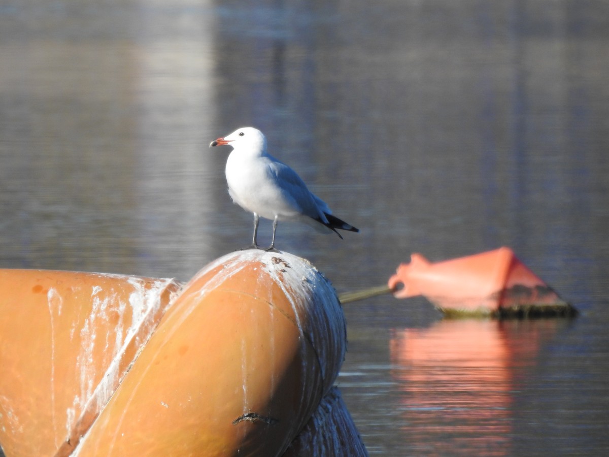 Audouin's Gull - ML646589403