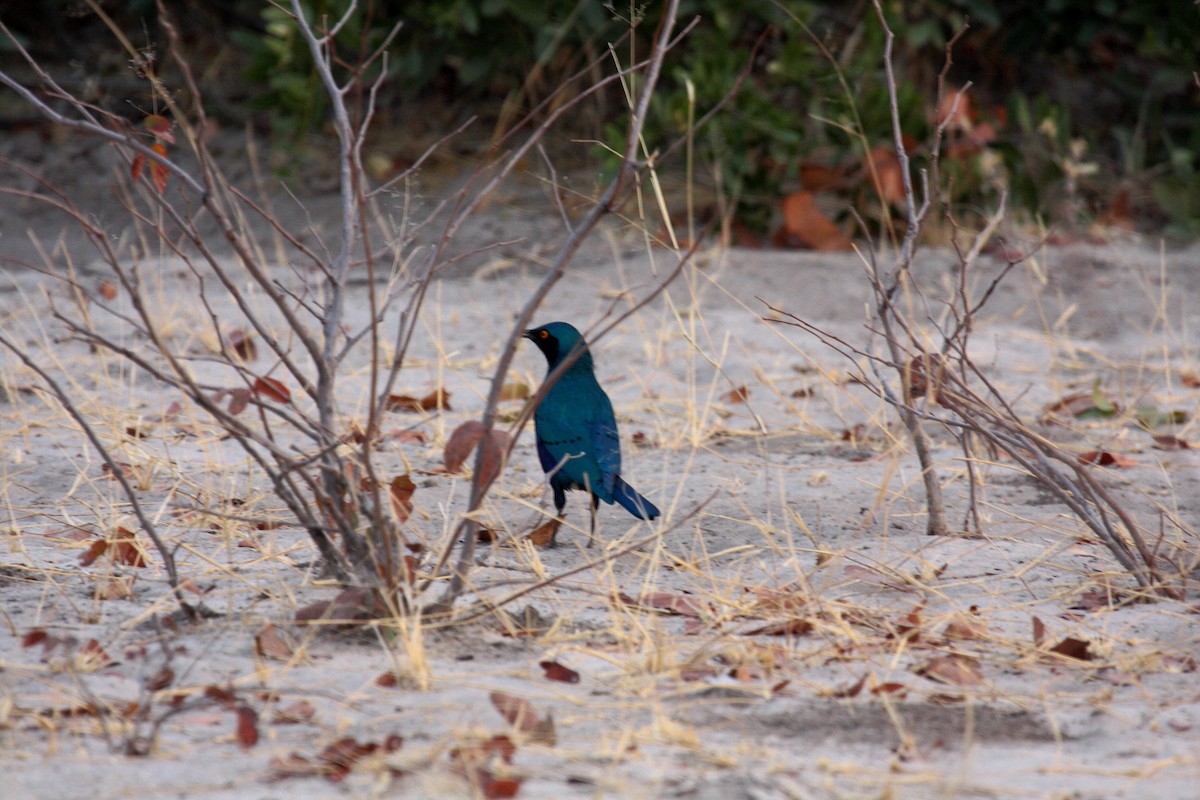 Greater Blue-eared Starling - ML646589405