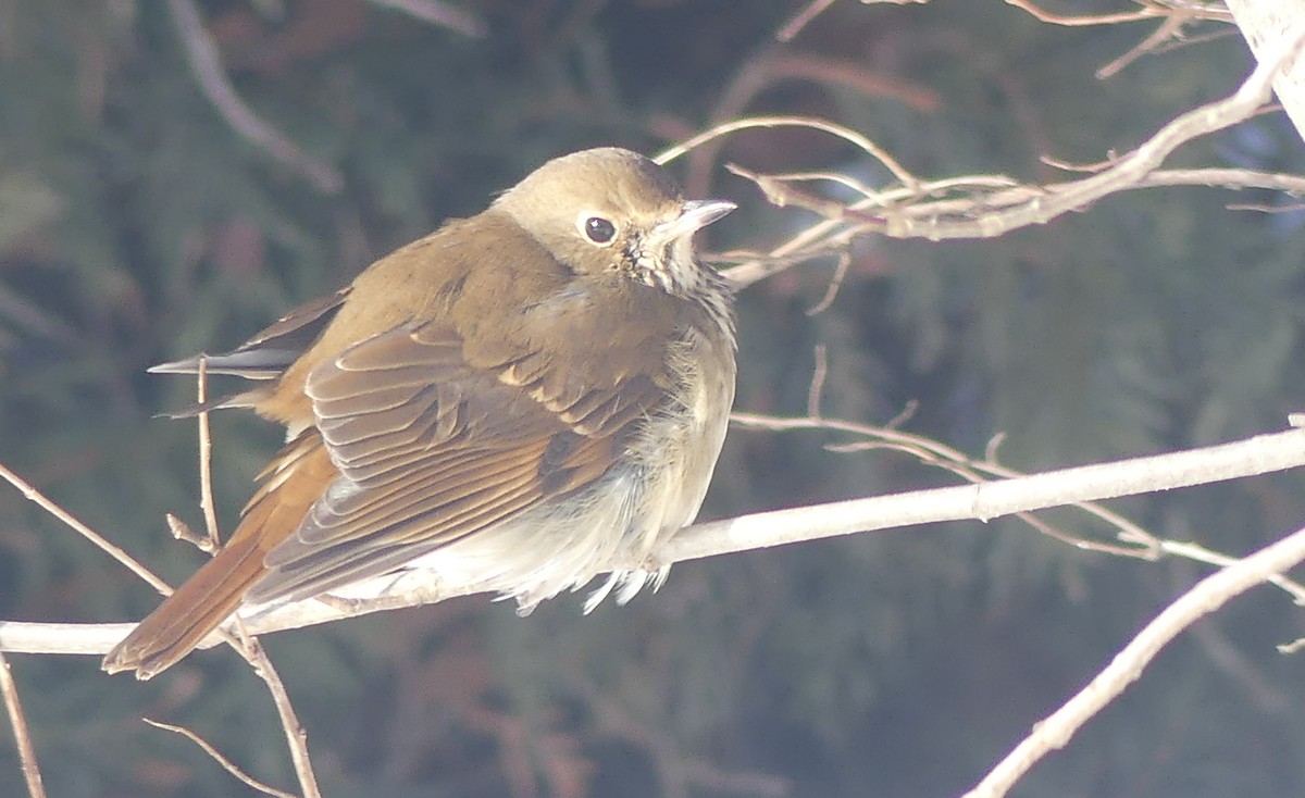 Дрізд-короткодзьоб плямистоволий - ML646589406