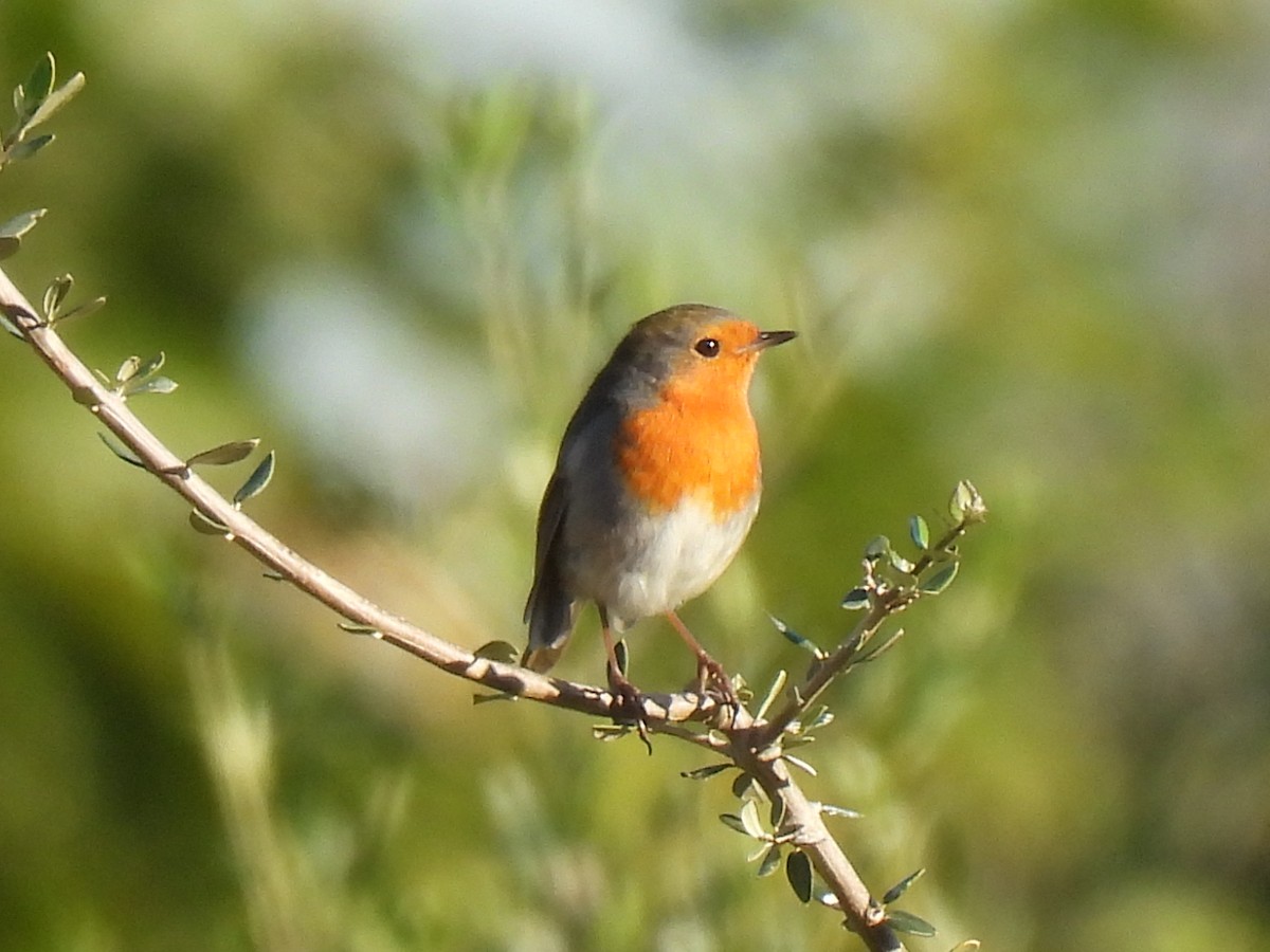 European Robin - ML646589407