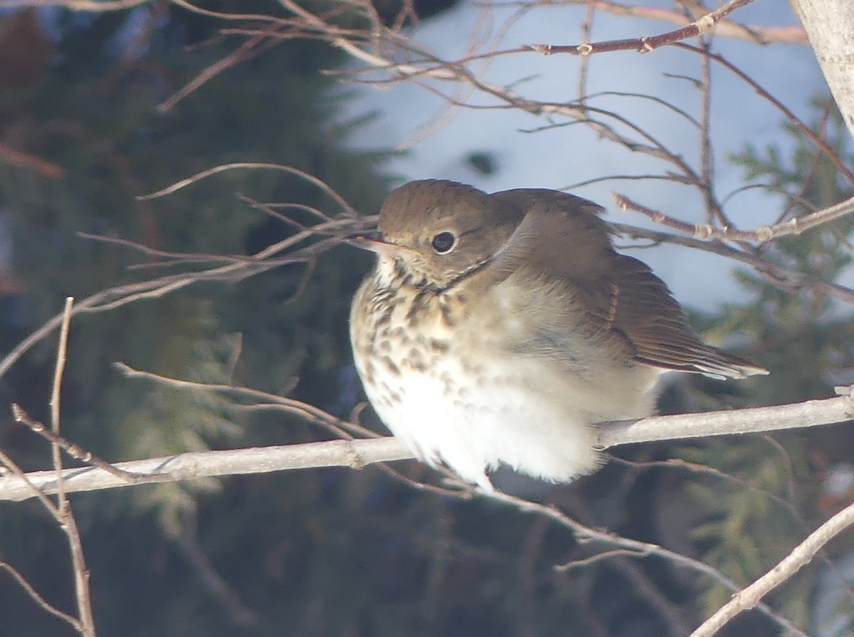 Дрізд-короткодзьоб плямистоволий - ML646589409
