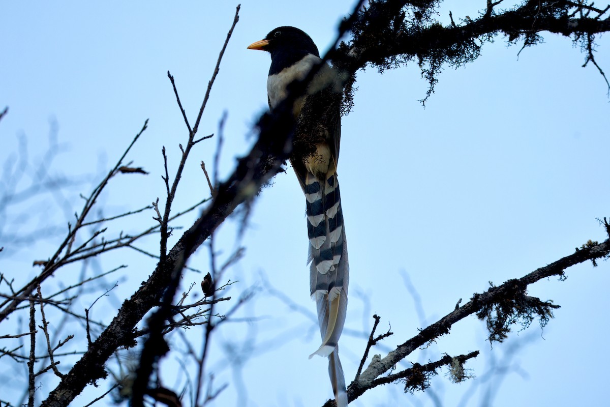 Yellow-billed Blue-Magpie - ML646589411