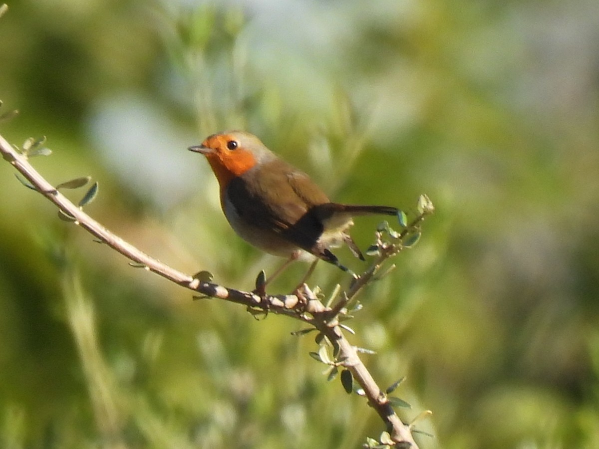 European Robin - ML646589412