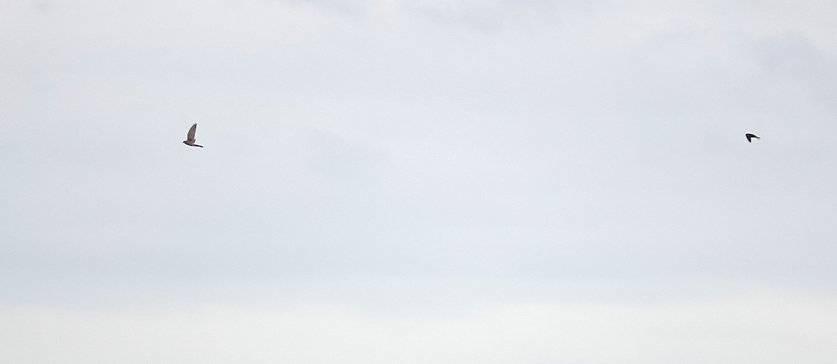 Buntfalke - ML646589416