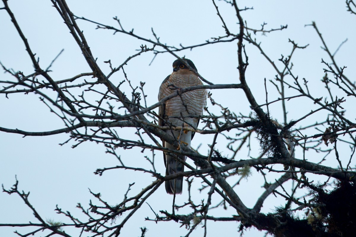 Sparviere - ML646589418