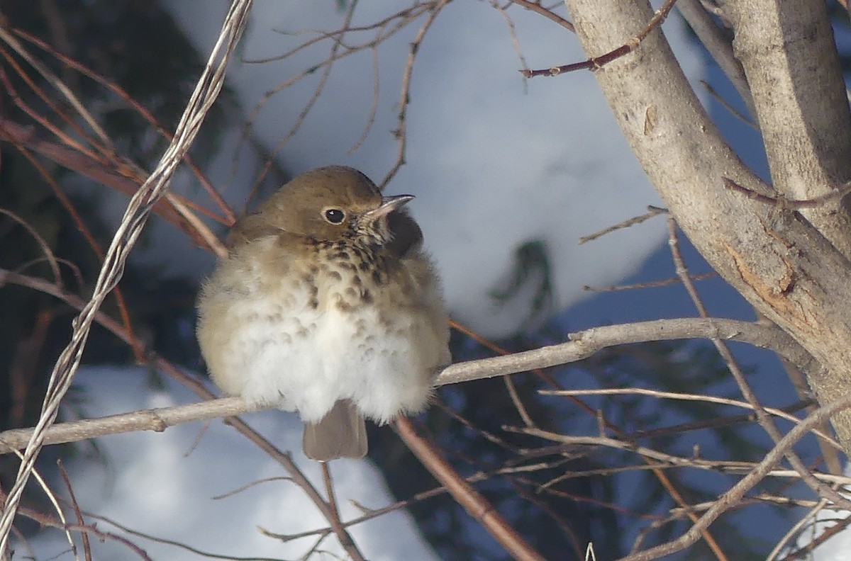 Дрізд-короткодзьоб плямистоволий - ML646589419