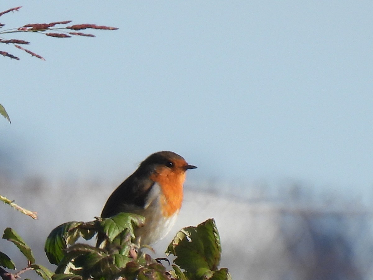 European Robin - ML646589427