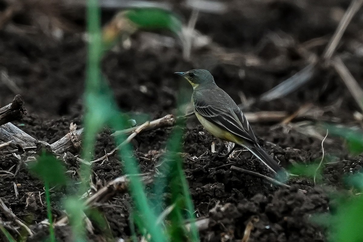 konipas luční - ML646589433