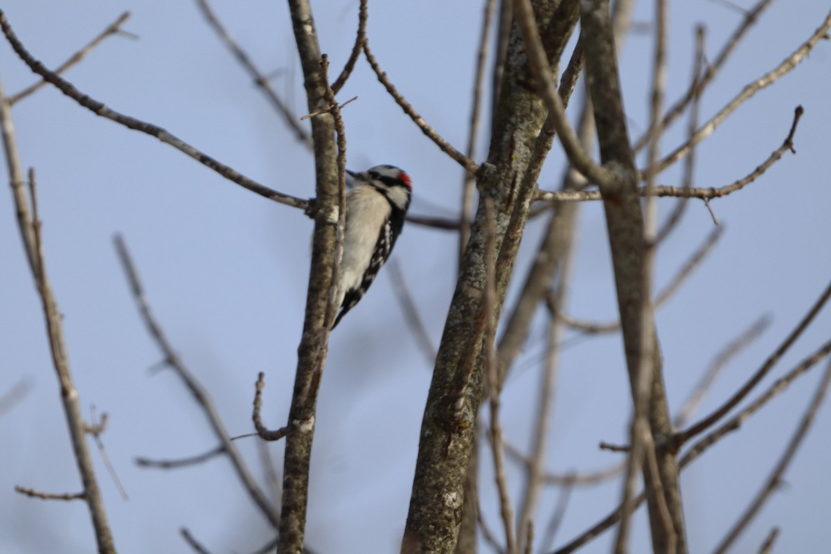 Downy Woodpecker - ML646589434