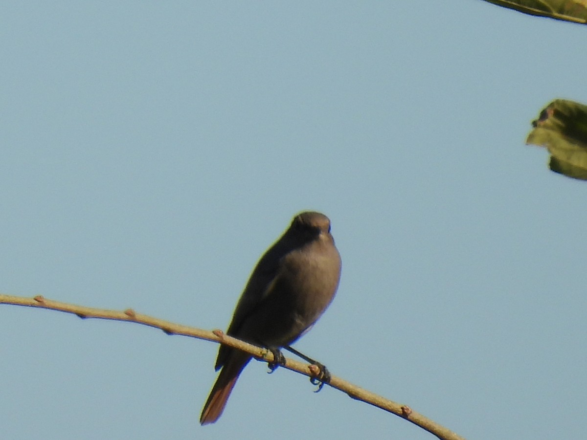 クロジョウビタキ - ML646589435