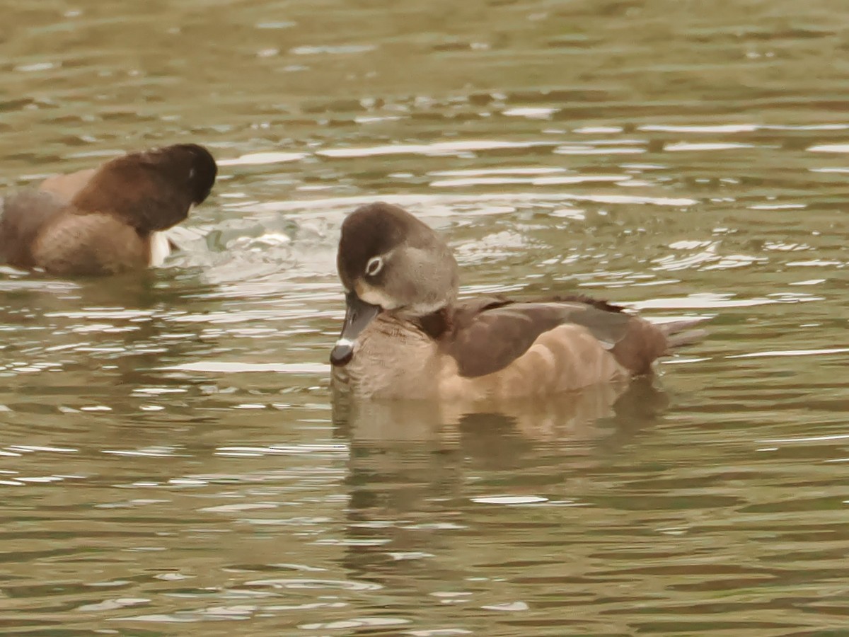 Ring-necked Duck - ML646589439