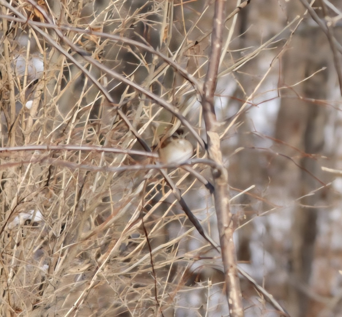 White-throated Sparrow - ML646589440