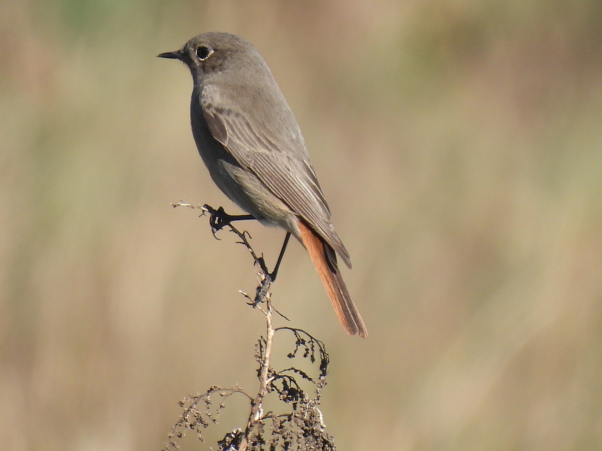 クロジョウビタキ - ML646589442