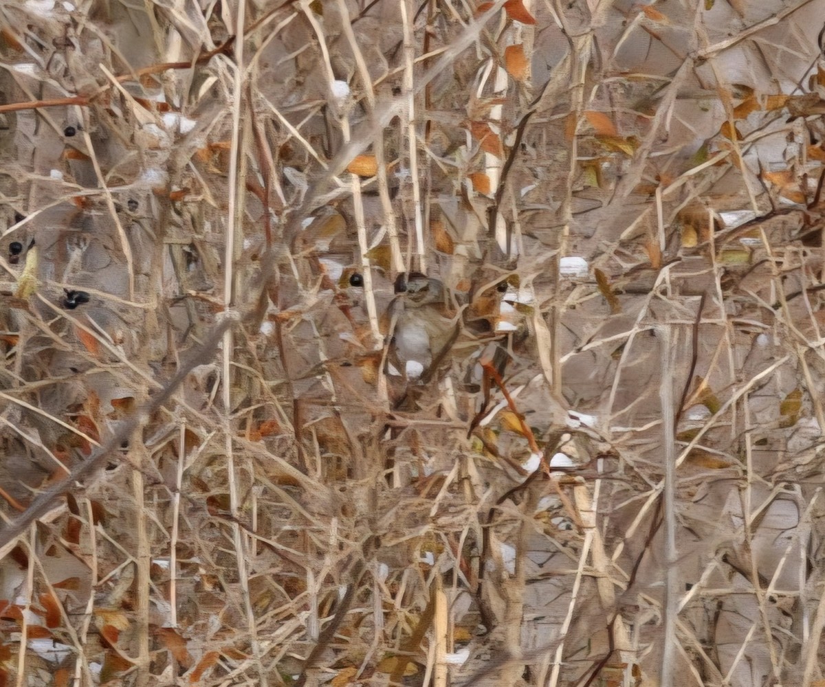 Bruant des marais - ML646589447