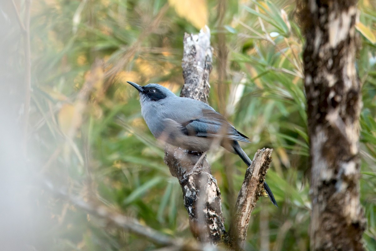 Beautiful Sibia - ML646589448