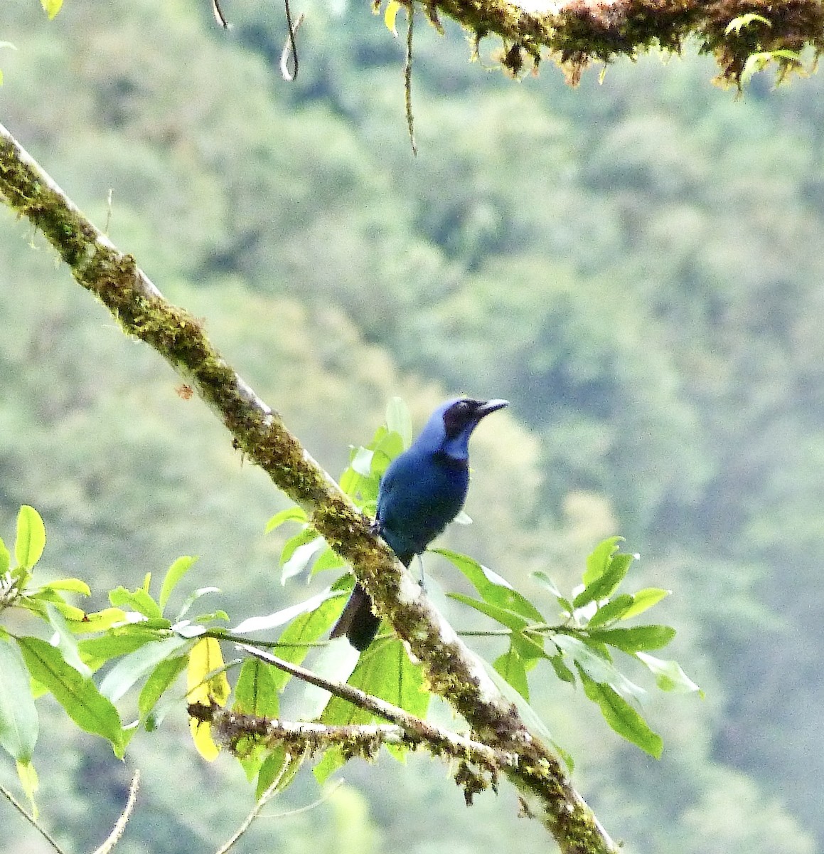 sojka černolímcová - ML646589449