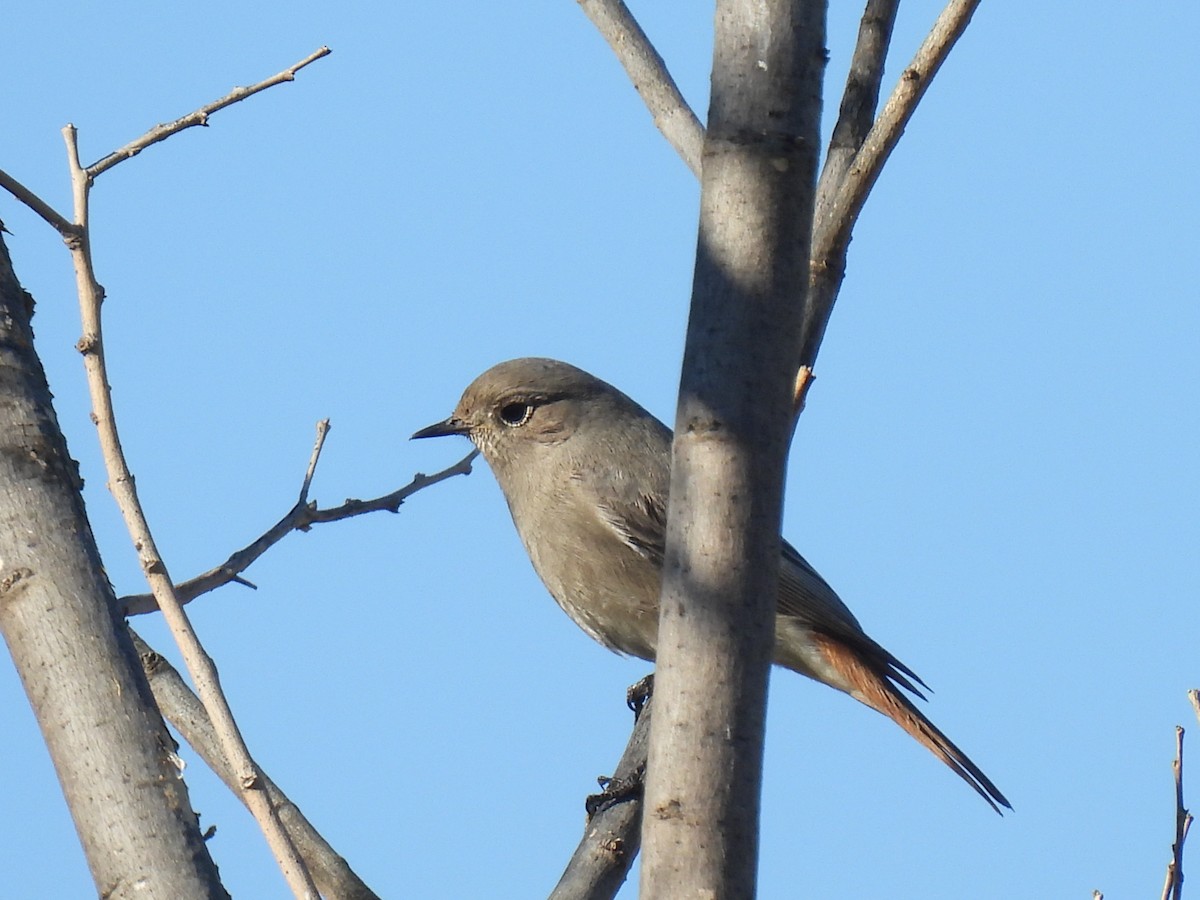 クロジョウビタキ - ML646589450