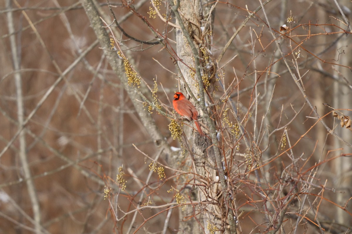 Northern Cardinal - ML646589453