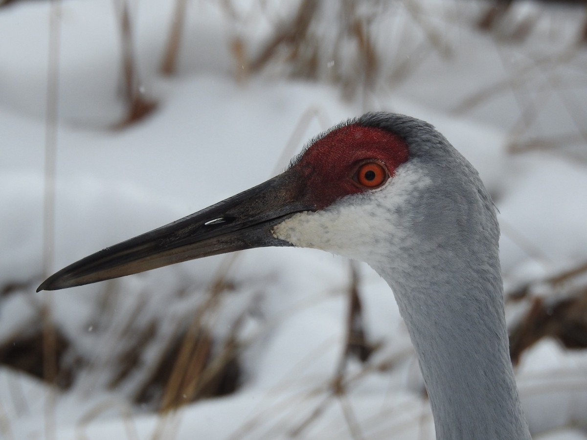 jeřáb kanadský - ML646589455