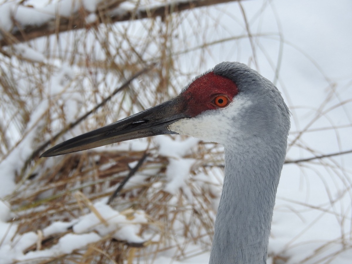 jeřáb kanadský - ML646589456