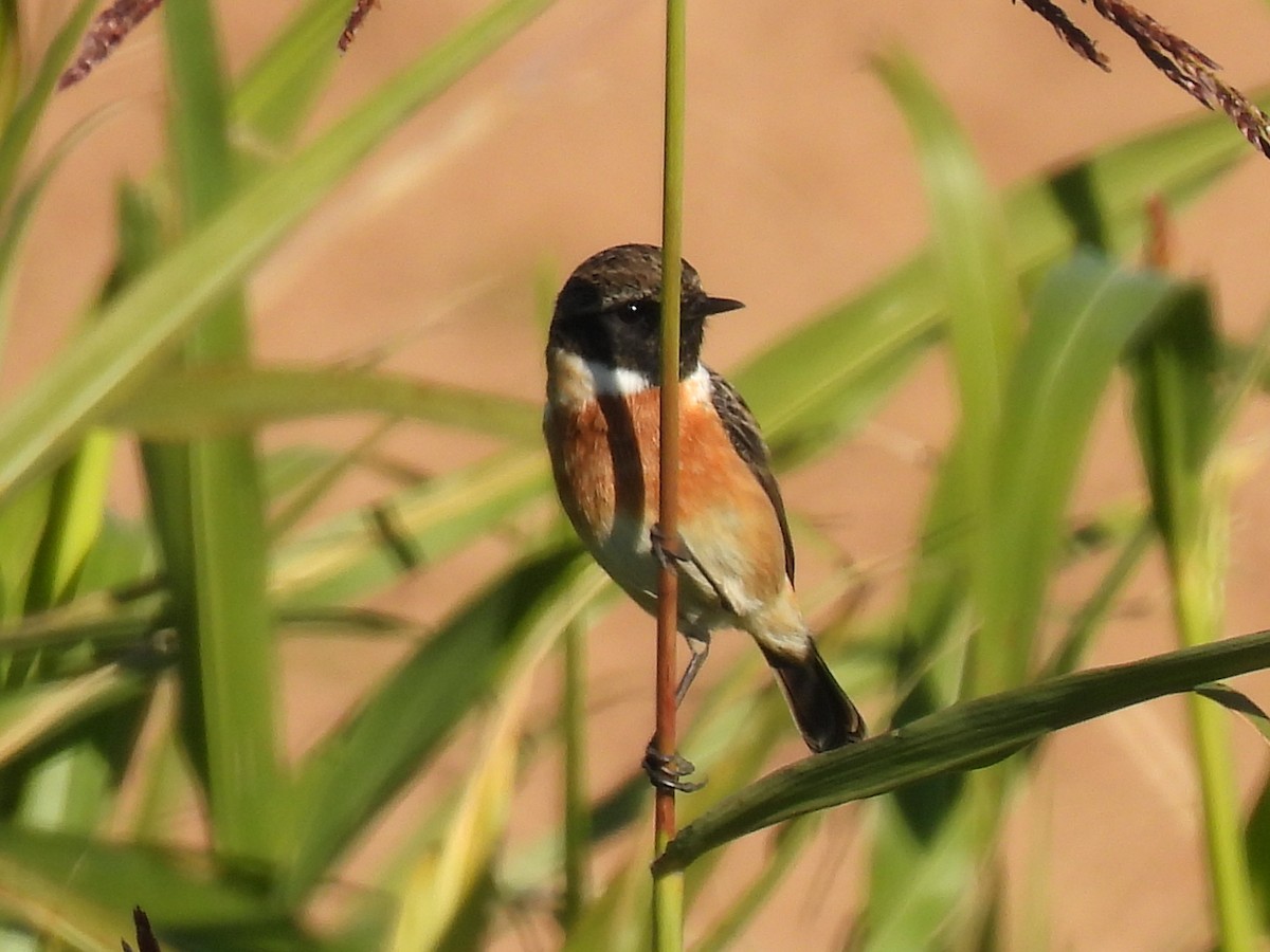 European Stonechat - ML646589459
