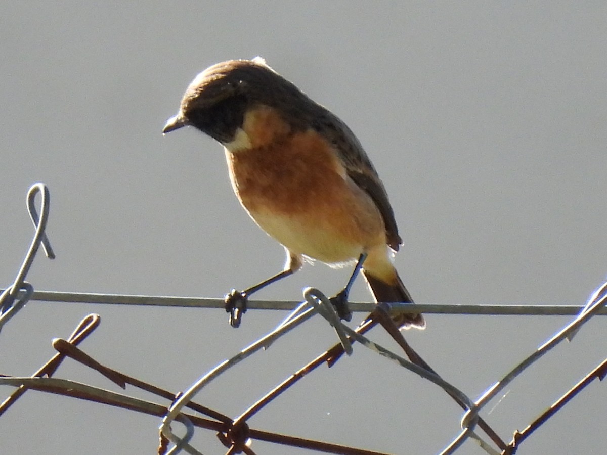European Stonechat - ML646589463