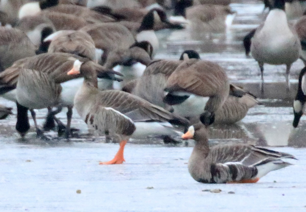 Greater White-fronted Goose - ML646589464